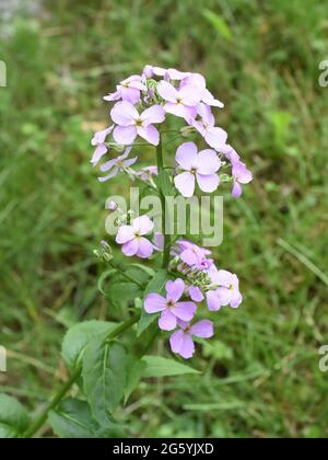 Dame Rakete Hesperis matronalis invasive Pflanze lila Blüten Stockfoto