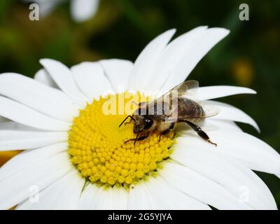 Europäische Honigbiene APIs mellifera auf einer Gänseblümchen-Blume Stockfoto