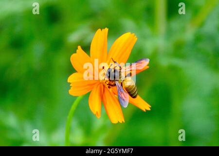 Blumen und Hummeln Stockfoto