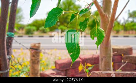 Ficus Religiosa oder Ficus Pflanzen Blätter. Hängende grüne Blätter von Peepal mit verschwommenem Highway-Hintergrund. Stockfoto