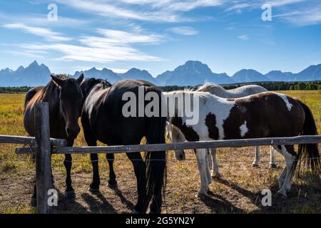 Eine Horde im Grand Teton National Park, Wyoming Stockfoto