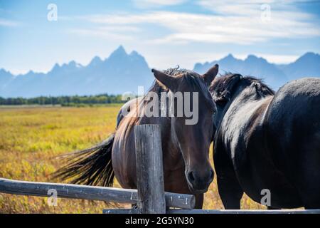 Eine Horde im Grand Teton National Park, Wyoming Stockfoto