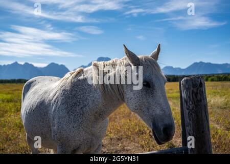 Eine Horde im Grand Teton National Park, Wyoming Stockfoto