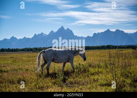 Eine Horde im Grand Teton National Park, Wyoming Stockfoto