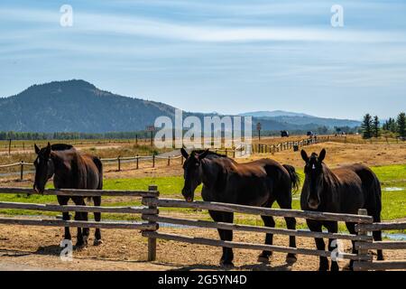 Eine Horde im Grand Teton National Park, Wyoming Stockfoto