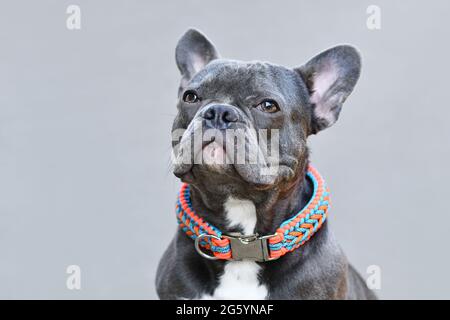 Porträt eines schwarzen französischen Bulldoggen-Hundes mit handgefertigtem Halsband aus Paracord-Kordel Stockfoto