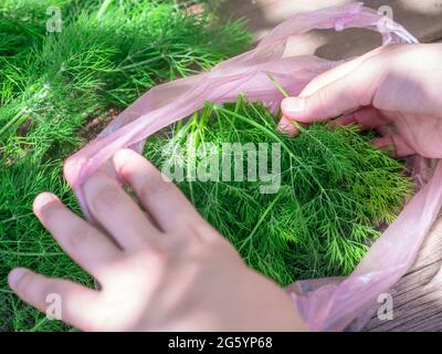 Draufsicht über weibliche Hände, die frische, leuchtend grüne Dill-Zweige in einer rosa Plastiktüte auf einem ländlichen Holztisch im Freien sammeln. Natürliche Bio-Lebensmittel. Stockfoto