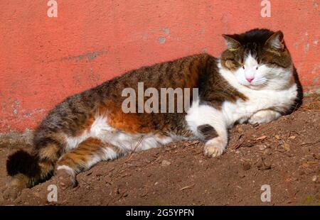 Katze liegt entspannt an einer Terrakotta-farbigen Wand. Es ist eine wunderschöne obdachlose Mischrasse, die in Rom auf einem Friedhof lebt Stockfoto
