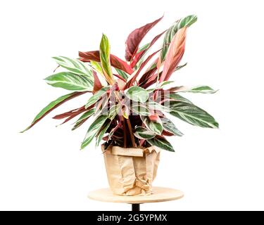 Exotische Calathea Stromanthe Sanguinea Triostar- oder Tricolor-Blätter mit weißem Farbfleckmuster oben und dunkelrosa Blattunterteil isoliert Stockfoto