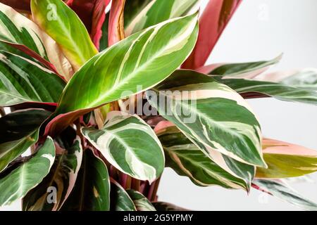 Nahaufnahme exotischer Calathea Stromanthe Sanguinea Triostar- oder Tricolor-Blätter mit weißem Farbfleckmuster auf der Oberseite und dunkelrosa Blattbotto Stockfoto