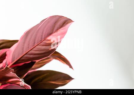 Calathea Stromanthe Sanguinea Triostar oder Tricolor-Pflanze. Nahaufnahme der Unterseite der Blätter Stockfoto