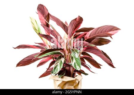 Exotische Calathea Stromanthe Sanguinea Triostar- oder Tricolor-Blätter mit weißem Farbfleckmuster oben und dunkelrosa Blattunterteil isoliert Stockfoto