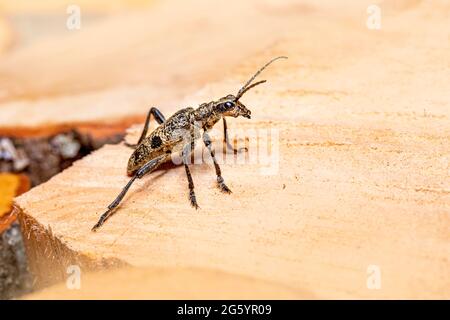 Schwarz gefleckter longhorn-käfer (Rhagium mordax) Stockfoto