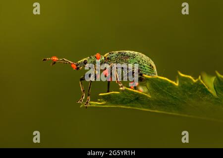 Der Brennnesselweevil (Phyllobius) Stockfoto