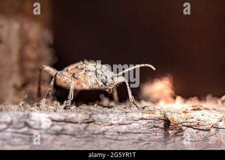 Schwarz gefleckter longhorn-käfer (Rhagium mordax) Stockfoto