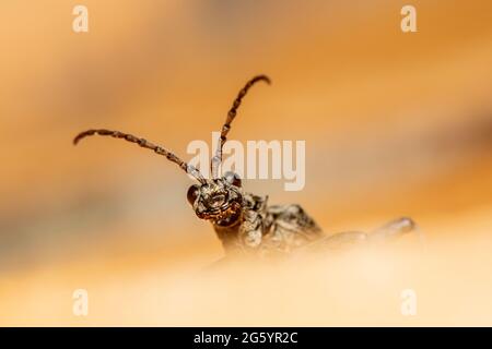 Schwarz gefleckter longhorn-käfer (Rhagium mordax) Stockfoto