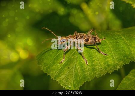 Schwarz gefleckter longhorn-käfer (Rhagium mordax) Stockfoto