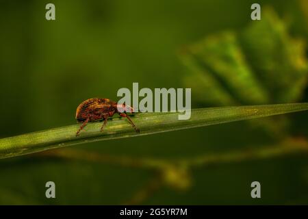 Der Brennnesselweevil (Phyllobius) Stockfoto