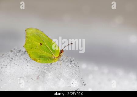 Gemeinsamen Zitronenfalter (Gonepteryx Rhamni) Stockfoto