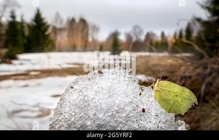 Gemeinsamen Zitronenfalter (Gonepteryx Rhamni) Stockfoto