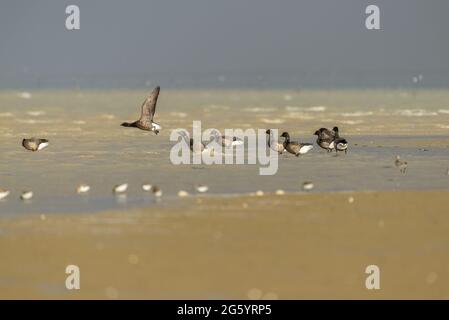 Brent Gänse (Branta bernicla) an Gezeitenmündung Sandbänke bei stürmischem Wetter während der Wintermigration Charente Maritime Küste Frankreich Stockfoto