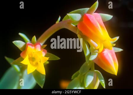 Fotografie von Sukkulenten Blumen Stockfoto