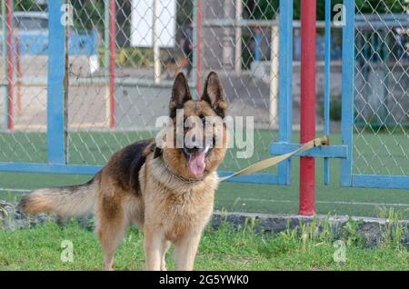 Erwachsener Hund an Metallzaun gebunden. Deutscher Schäferhund mit Halsband und Leine an der roten Metallstange wartet auf seinen Besitzer. Seitenansicht. Haustiere. Stockfoto