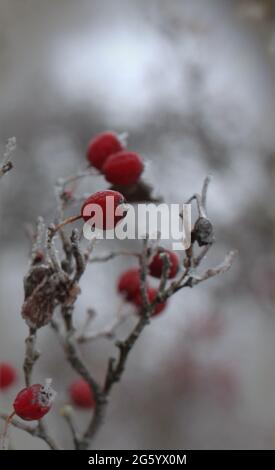 Frost auf roten Beeren (crataegus monogyna) an einem Wintermorgen Stockfoto