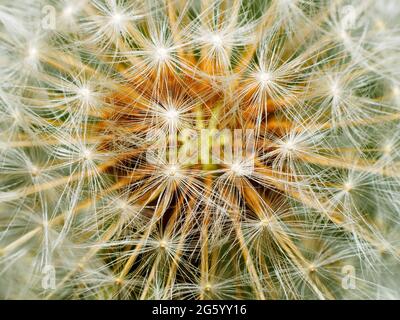 Saatgut-Kopf einer Löwenzahn Blume Stockfoto