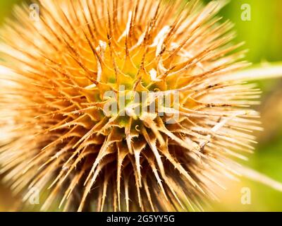 Getrockneter Kopf auf einem wilden Teelöffel (Dipsacus fullonum), auch bekannt als gewöhnlicher Teelöffel oder Fuller-Teelöffel Stockfoto