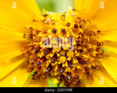 Ringelblume (Tithonia Diversifolia) - Asteraceae, japanische Sonnenblume, mexikanische Sonnenblume, mexikanische tournesol, Mirasolia diversifolia, Nitobe Chrysantheme, Tithonia, Ringelblume Stockfoto