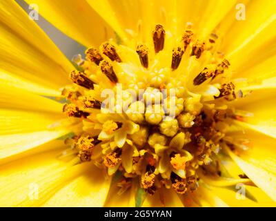 Ringelblume (Tithonia Diversifolia) - Asteraceae, japanische Sonnenblume, mexikanische Sonnenblume, mexikanische tournesol, Mirasolia diversifolia, Nitobe Chrysantheme, Tithonia, Ringelblume Stockfoto