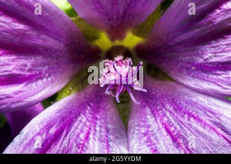 Malva Arborea - Lavatera arborea, Malva, Malva dendromorpha, Malva eriocaly, Malvaceae, Malvales, Baummalow Stockfoto