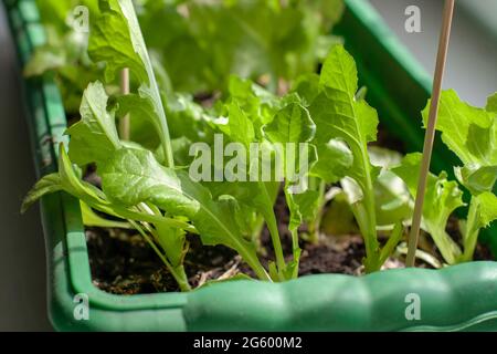 Grüne Salatblätter wachsen in einer Box für Sämlinge. Lange Kunststoffbox mit Erde. Geringe Schärfentiefe. Horizontal. Stockfoto