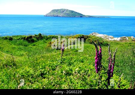 Sommer 2021 Panoramabild der Insel Bardsey von der Spitze der Halbinsel Llyn auf dem Wales Coastal Path, Gwynedd, Nordwales, Großbritannien, Europa Stockfoto