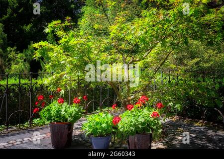 DE - BAVARIA: Stillleben auf der Terrasse mit Geranien in Töpfen und einem kleinen japanischen Ahornbaum Stockfoto
