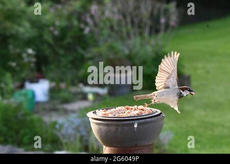 Männlicher Haussperling, der mit einer Mutter im Mund wegfliegt Stockfoto