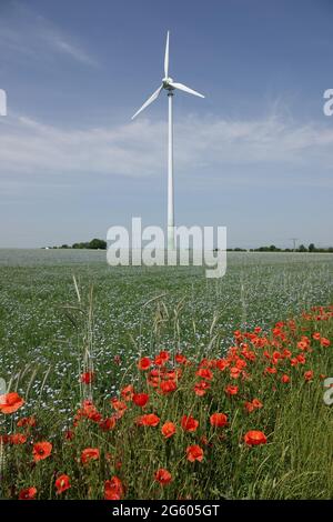 Landschaft in Rheinhessen, hier bei Spiesheim, mit EINER Windturbine, roten Mohnblumen und EINEM Flachsfeld, Rheinland-Pfalz Stockfoto