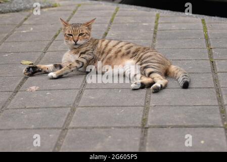 Auf der Straße lag eine tabby Katze. Stockfoto