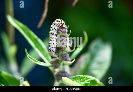 Brighton UK 1. Juli 2021 - EINE Königskerze (Cucullia verbasci), die eine Buddleia-Pflanze frisst, genießt heute die warme Sonne in einem Garten in Brighton. Ein Befall der Raupen der Maultiermotten kann verheerende Auswirkungen auf die Buddleia-Pflanzen haben und Gärtnern in Großbritannien Probleme bereiten : Credit Simon Dack / Alamy Live News Stockfoto