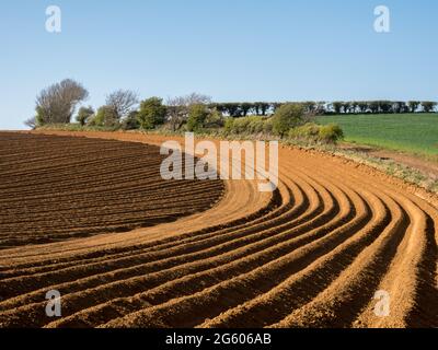 Starkes geometrisches Formmuster in Kurven und Linien in einem gepflügten, gesäten Feld an der goldenen Stundenseite hartes Licht unter klarem blauen Himmel Stockfoto