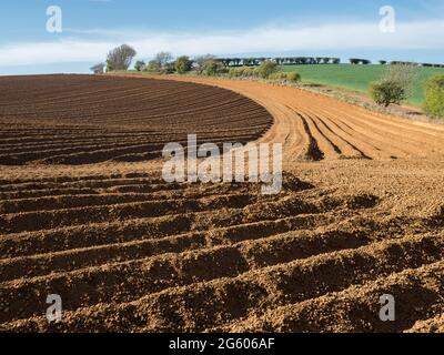 Starkes geometrisches Formmuster in Kurven und Linien in einem gepflügten, gesäten Feld an der goldenen Stundenseite hartes Licht unter klarem blauen Himmel Stockfoto