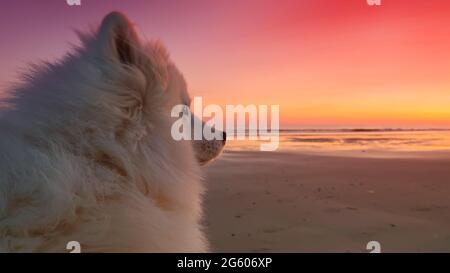 Samoyed Hund am Strand bei Sonnenuntergang Stockfoto