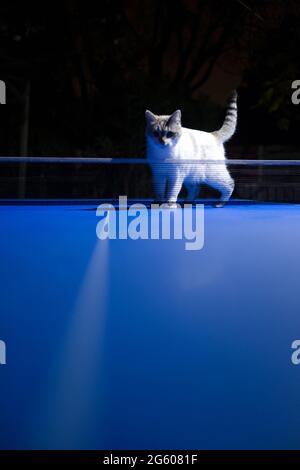 Ein Nachtfoto von einer jungen weißen Katze, die sich dem Netz nähert, auf einem blauen Tischtennistisch Stockfoto