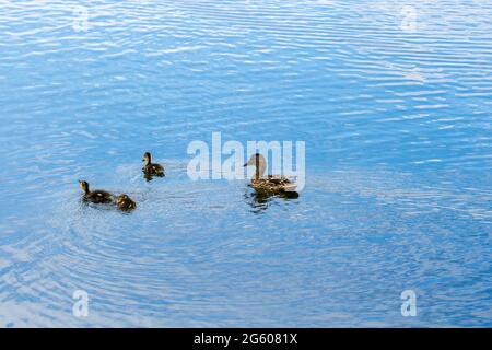 Mallard-Ente mit ihren Enten, die auf einem See schwimmen. Anus platyrhynchos. Stockfoto