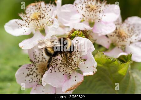 Bombus lucorum, weiße Schwanzhummel auf Brambleblumen, Dorset, Vereinigtes Königreich Stockfoto