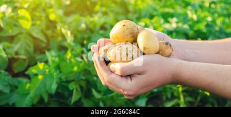 Der Bauer hält frisch gepflückte Kartoffeln auf dem Feld. Ernte, Ernte. Bio-Gemüse. Landwirtschaft und Landwirtschaft. Kartoffel. Selektiver Fokus. Stockfoto