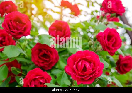 Bush einer schönen blühenden roten Rose im Garten. Duftende schöne Blume. Selektiver Fokus Stockfoto