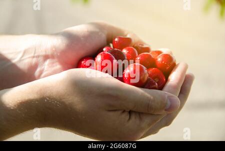 Reife süße rote Kirschen in den Händen eines Bauern. Sommerernte von Beeren. Gesunde Ernährung. Selektiver Fokus Stockfoto