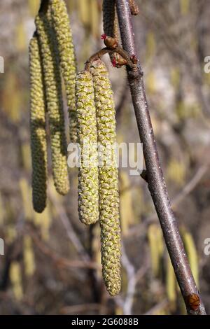 Corylus avellana, Haselnuss, Wildpflanze im Frühjahr geschossen. Stockfoto